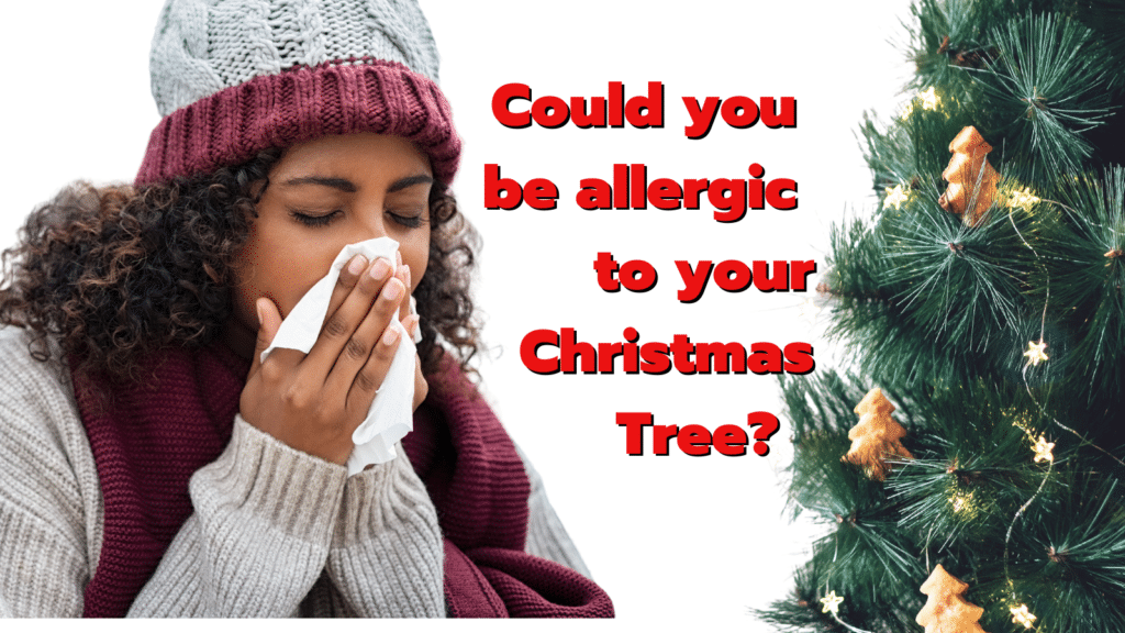 Could you be allergic to your christmas tree?